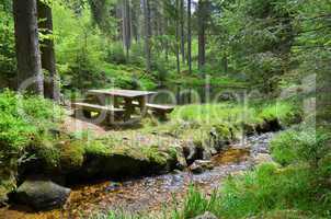 Wald  Bach Pflanzen