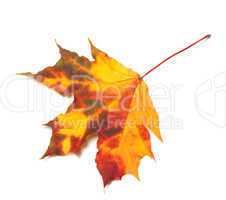 Orange autumn maple-leaf