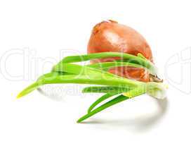 Sprouting onion (Allium cepa) on white background