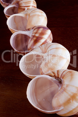 snail shell