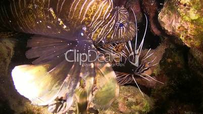 african lionfish on coral reef, red sea