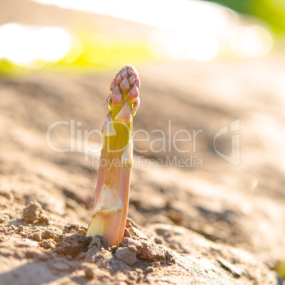 asparagus on the field