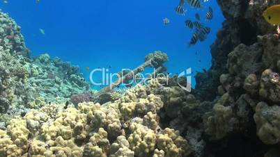 shipwreck on the seabed, red sea