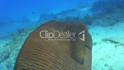 Napoleon fish on Coral Reef, Red sea
