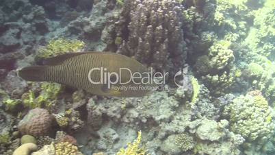 napoleon fish on coral reef, red sea
