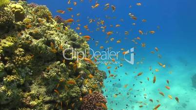 Tropical Fish on Vibrant Coral Reef, Red sea