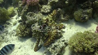 Octopus on Coral Reef, Red sea
