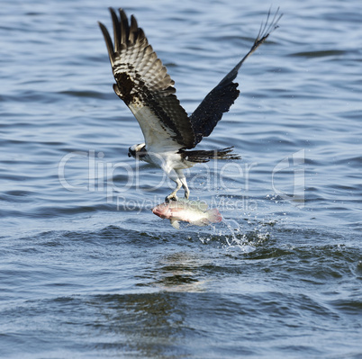 osprey catching fish