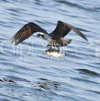 osprey catching fish