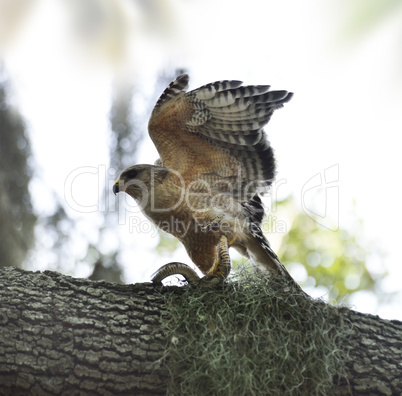 red-shoulder hawk with snake