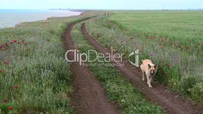 Dog running along a dirt road in a field