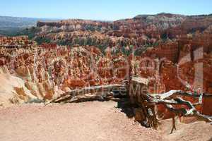 Baum am Bryce Canyon