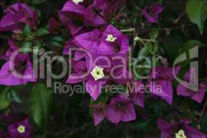 Bougainvillea