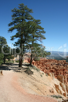 Bryce Canyon Baum