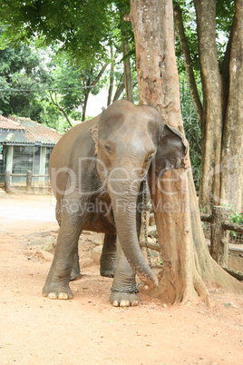 Elefant kratzt sich am Baum