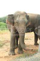 Elefantenbulle Hochformat