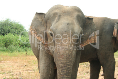 Elefantenbulle Portrait