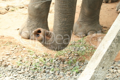 Elefantenrüssel und Füße