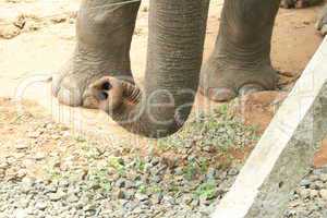 Elefantenrüssel und Füße