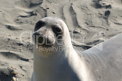 Elephant Seal View Point