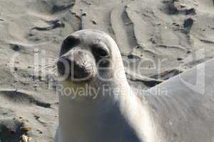 Elephant Seal View Point