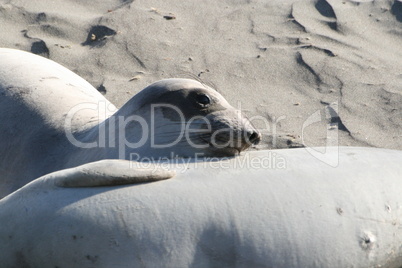 Elephant Seal