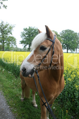 Haflinger mit Zaumzeug