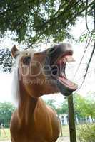 Lachender Haflinger