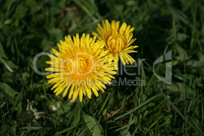 Löwenzahn Blume