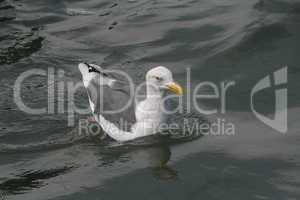 Möwe im Wasser