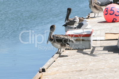 Pelikane am Hafen