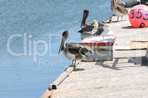 Pelikane am Hafen
