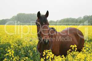 Pferd im Rapsfeld