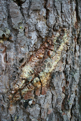 Rinde vom Baum