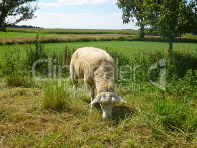 Schaf frisst Gras