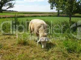 Schaf frisst Gras