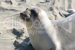 See-Elefant am Strand