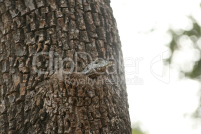 Varan auf dem Baum