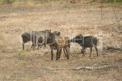 Wildschweine