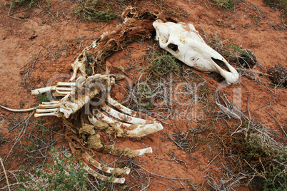 Skelett vom Pferd mit Schädel
