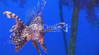 african lionfish on shipwreck, red sea