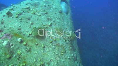 shipwreck on the seabed, red sea
