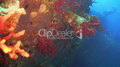 shipwreck on the seabed, red sea