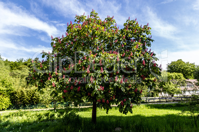 Blühender Rotdorn - Blooming  Hawthorn