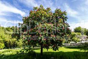 Blühender Rotdorn - Blooming  Hawthorn