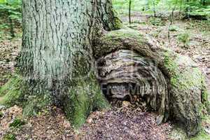 baumwurzel - tree root