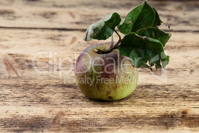 Fresh Apple