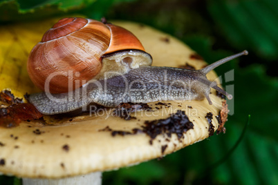 Schnecke und Pilz