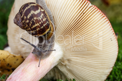 Schnecke und Pilz