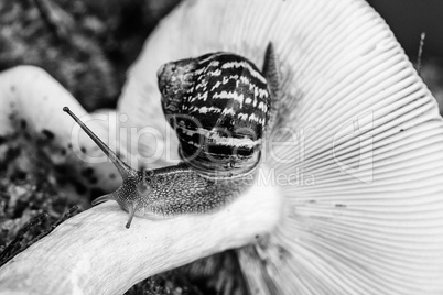 Schnecke und Pilz